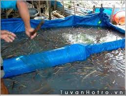 Mô hình nuôi lươn sạch - Trại Lươn Giống Nhân Tạo ASA (ASA Lươn Giống)